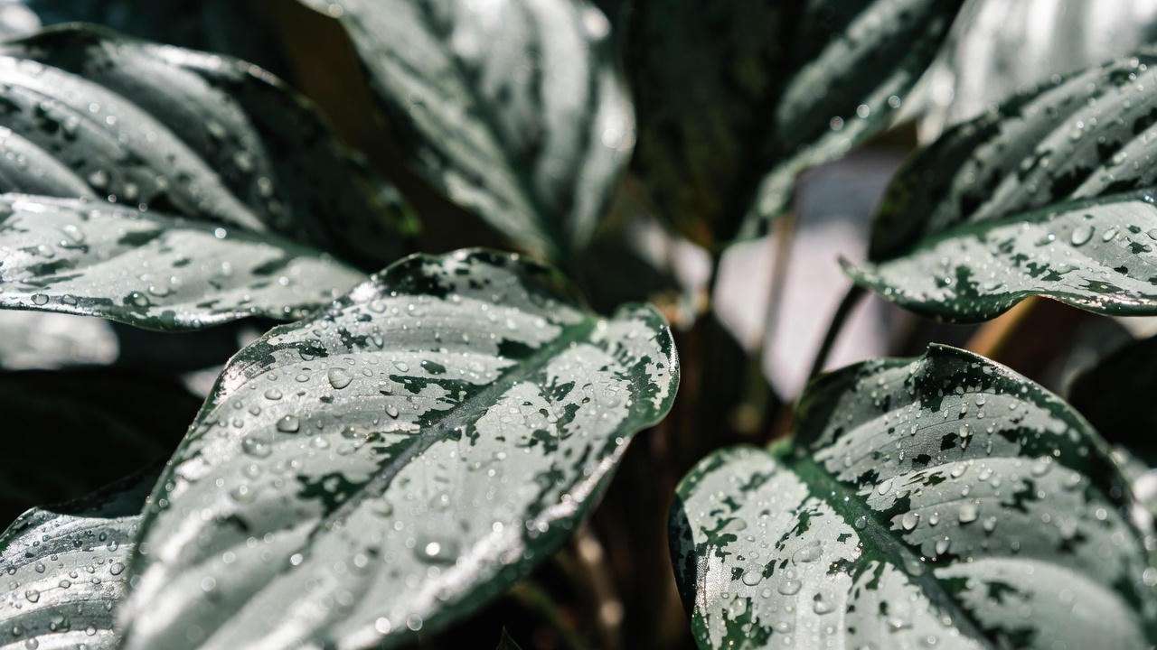 Close-up of healthy Aglaonema Silver Queen plant leaves showing silver variegation and dark green patterns