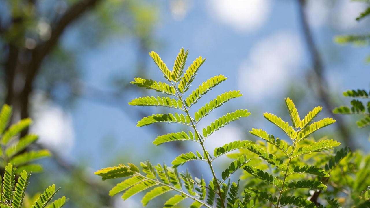 Close-up of delicate fern-like foliage on Chilean mesquite tree (Prosopis chilensis)