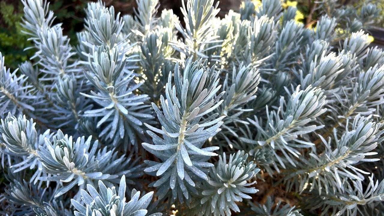 Close-up of silvery-blue foliage of gopher plant (Euphorbia rigida) in morning light