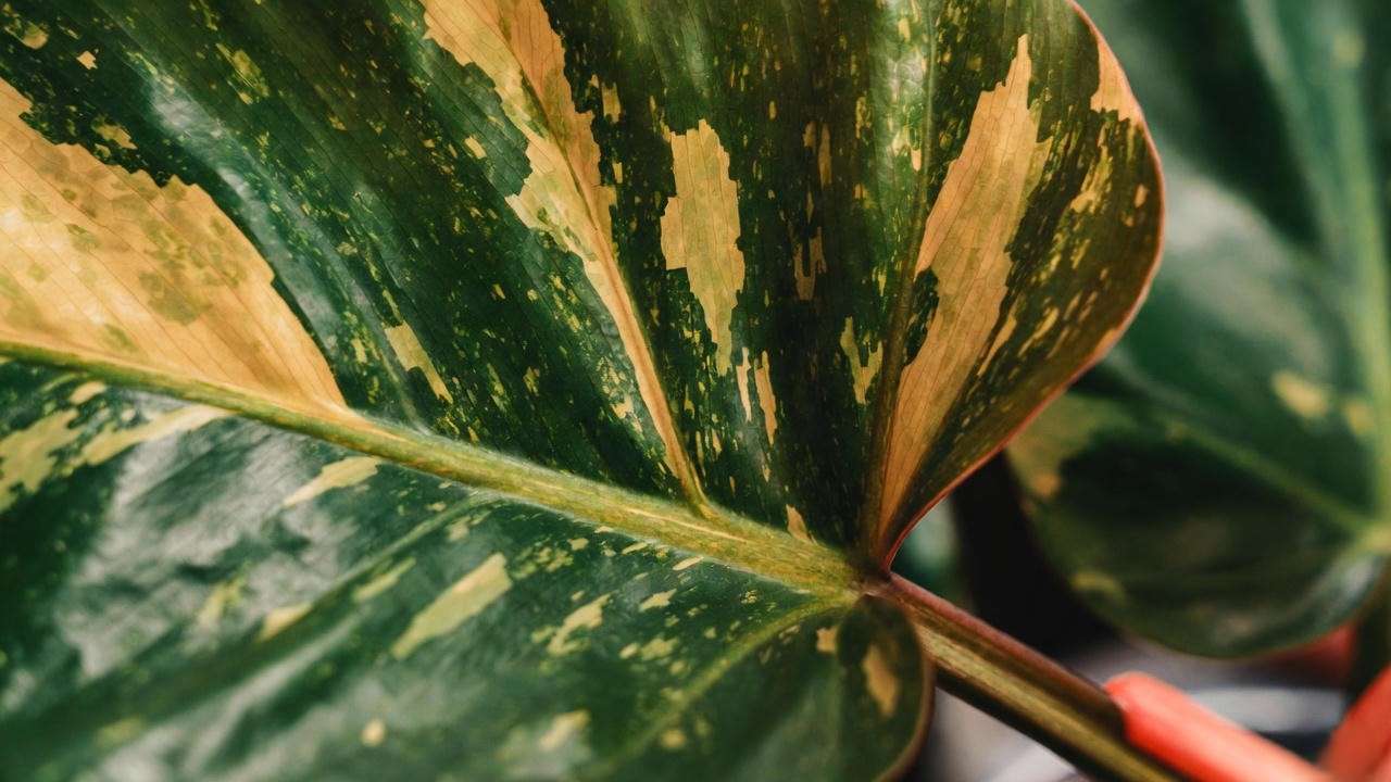 Jack of Diamonds Philodendron leaf showing signature diamond shape and golden sectoral variegation