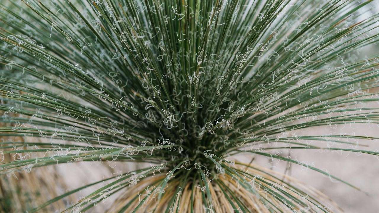 Close-up of Yucca elata (Soaptree Yucca) showing narrow leaves and curly filaments