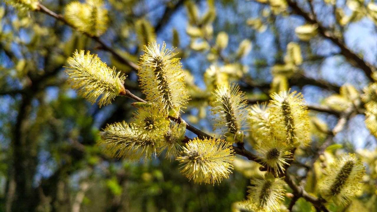 Close-up of oak tree branch with yellow catkins releasing pollen in spring."
