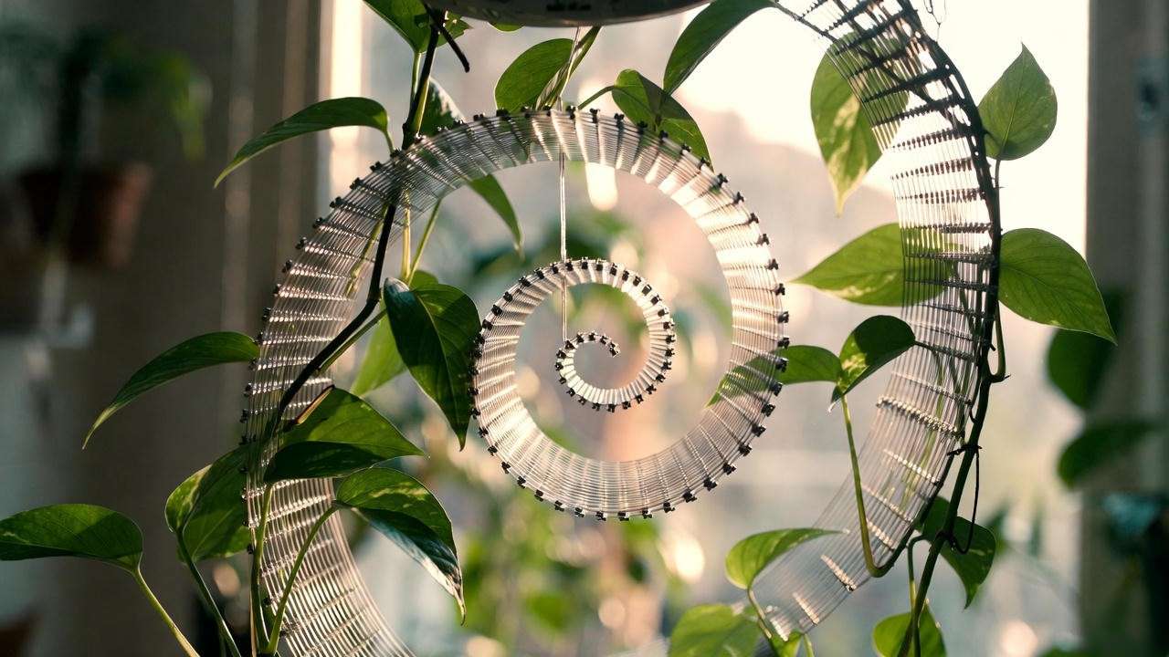 Close-up of a spiral guitar string tree supporting lush pothos vines indoors.