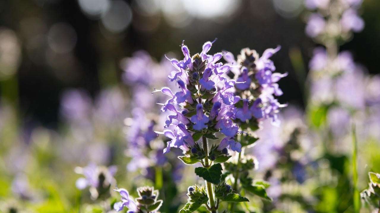 Clinopodium nepeta ‘Blue Cloud’ lesser calamint plant in full lavender bloom