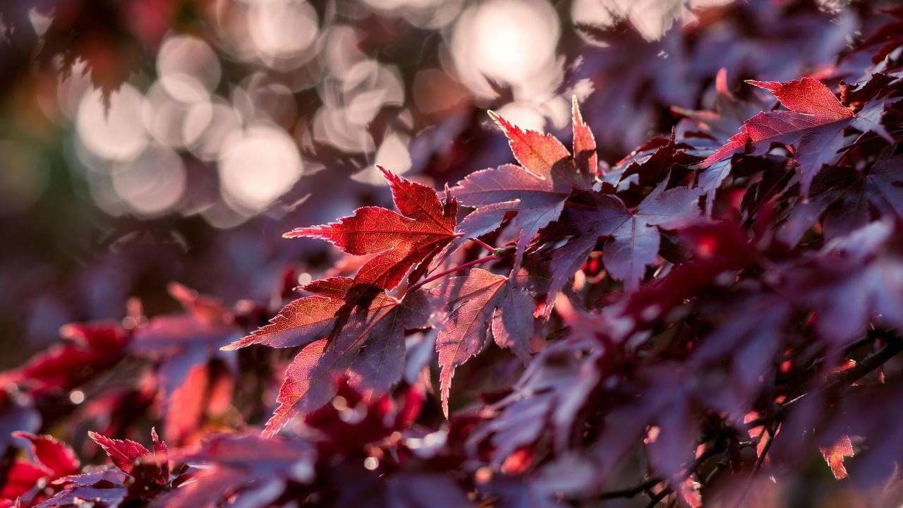 Brandywine maple tree leaves showing intense translucent red-purple fall color in sunlight