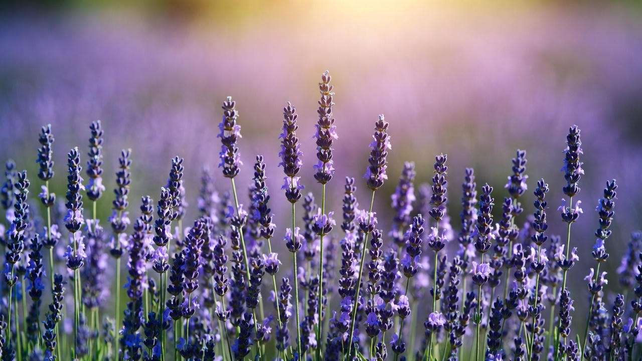 Lavandula Grosso compared to Hidcote, Munstead, Provence and Phenomenal – longest stems and richest color