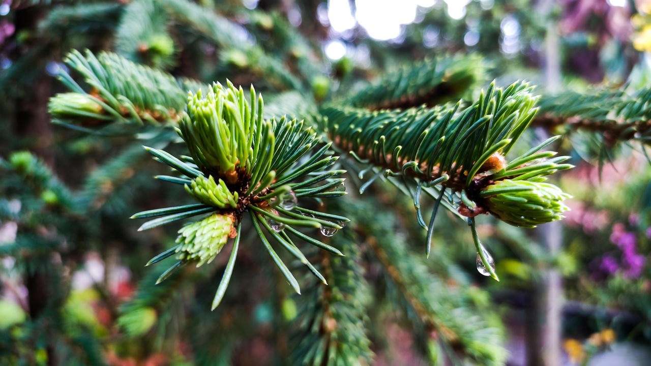 What Makes Pine Trees Unique