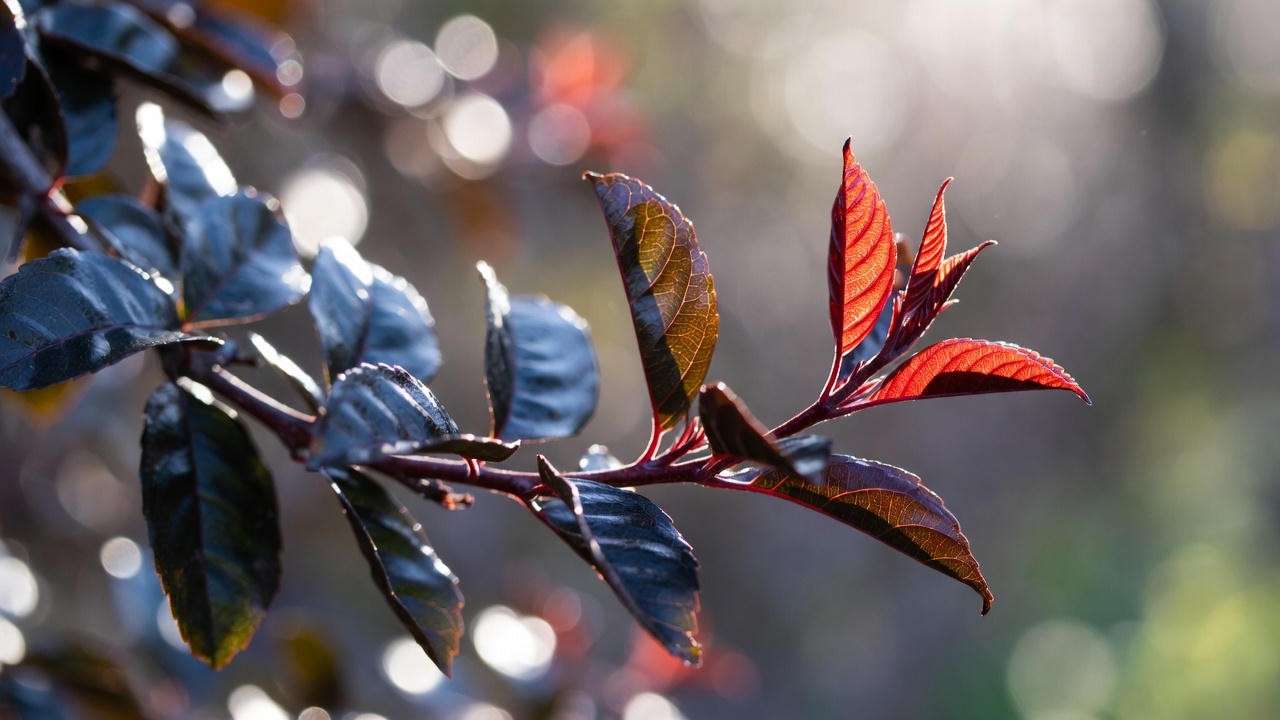 Close-up of Black Diamond crepe myrtle tree showing burgundy new growth and jet-black mature foliage