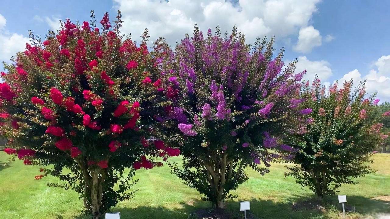 Dynamite crape myrtle tree compared side-by-side with Red Rocket, Tonto and Cherry Dazzle red varieties