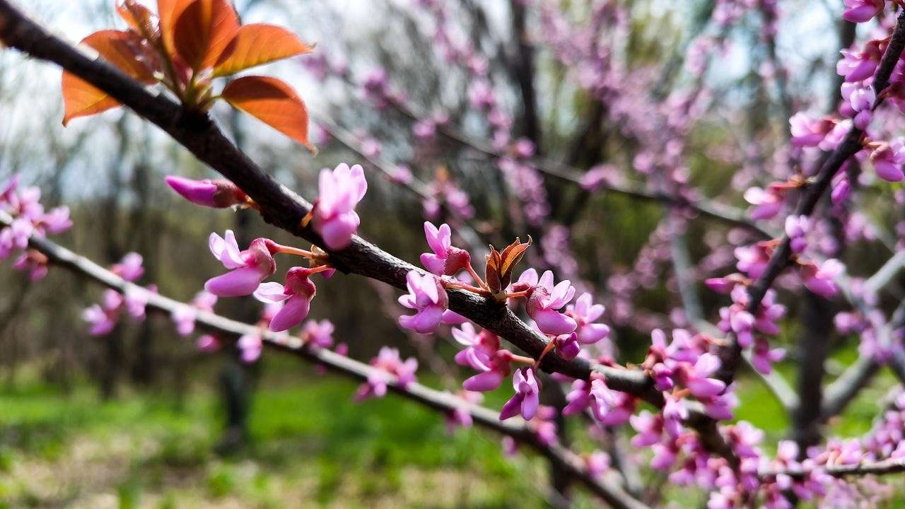 Close-up of Merlot Redbud Tree with pink blooms and merlot-red leaves in a lush garden."