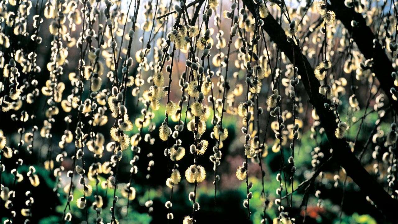 Close-up of weeping pussy willow tree branches with fuzzy catkins in a sunny garden."
