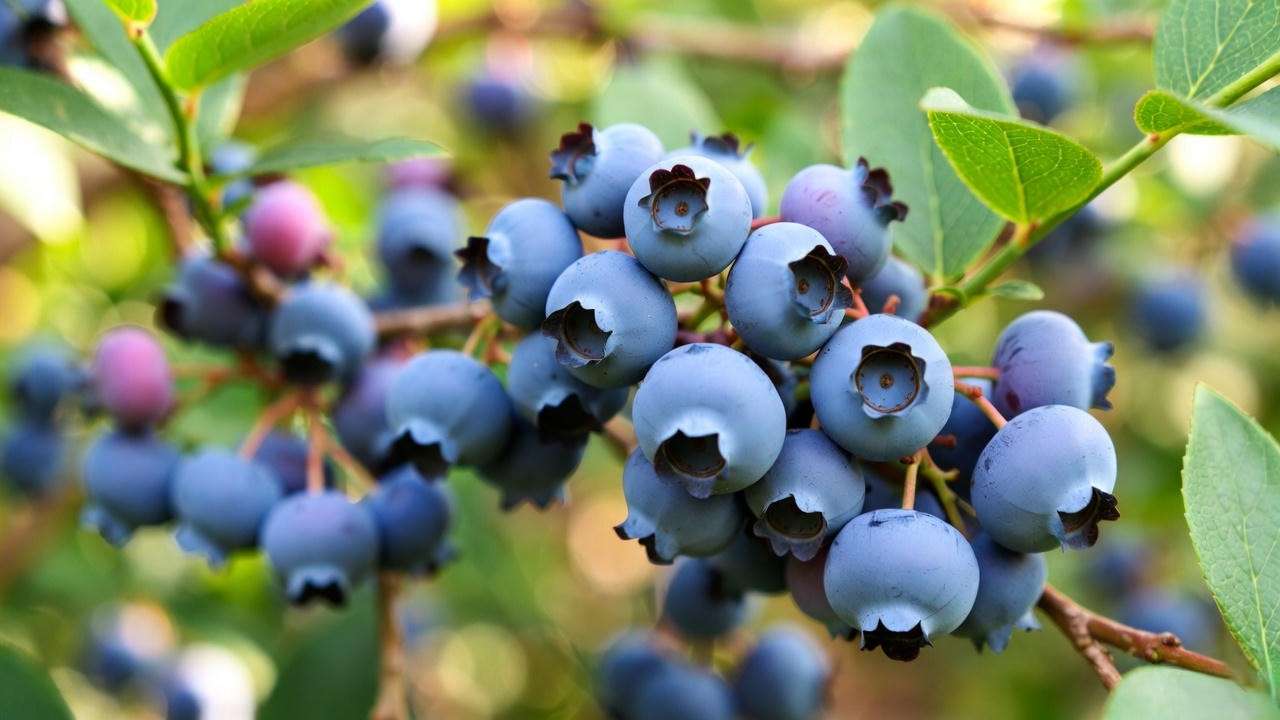 Ripe Legacy blueberry cluster showing signature powder-blue color and large berry size