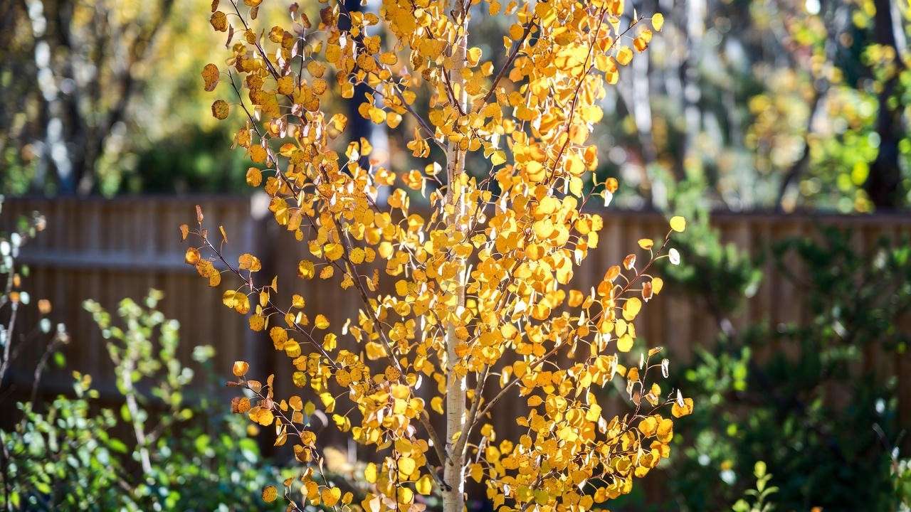 Close-up of Swedish columnar aspen tree with golden fall foliage and narrow upright shape in a garden with wooden fencing."