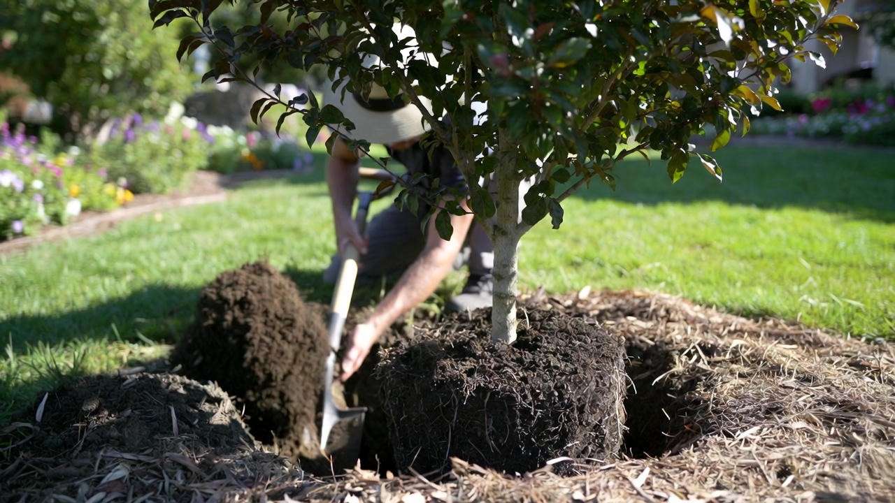 Acoma Crape Myrtle tree planting process with proper hole digging and mulching in a sunny garden.