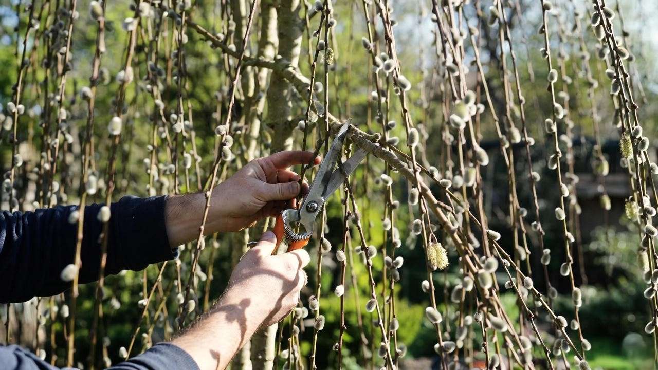 Gardener pruning a weeping pussy willow tree with shears, highlighting catkins and healthy foliage."