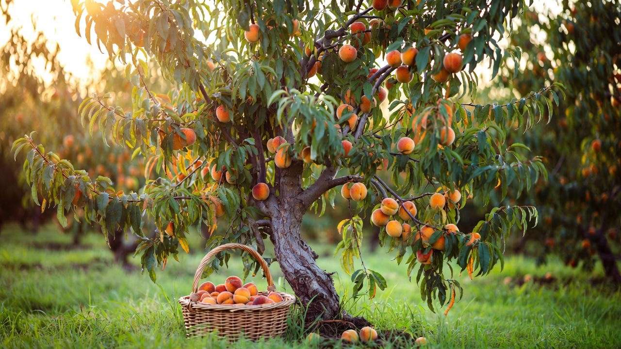 Ripe peaches on a bare root peach tree with a basket of harvested fruit."