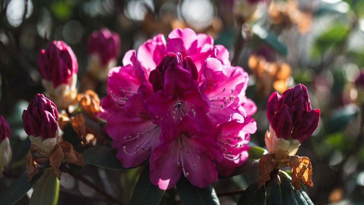 Rhododendron in full bloom with spent flowers showing the perfect post-bloom pruning timing