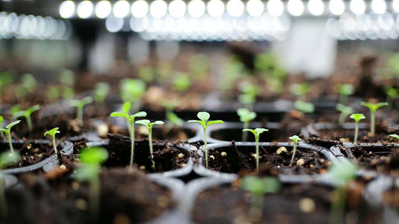 Marigold seedlings emerging under grow lights ready for indoor starting