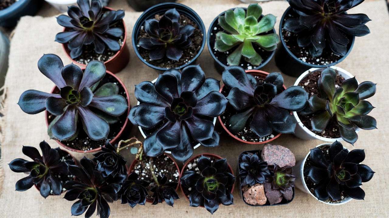 Healthy authentic black succulent plants from trusted nurseries no dye