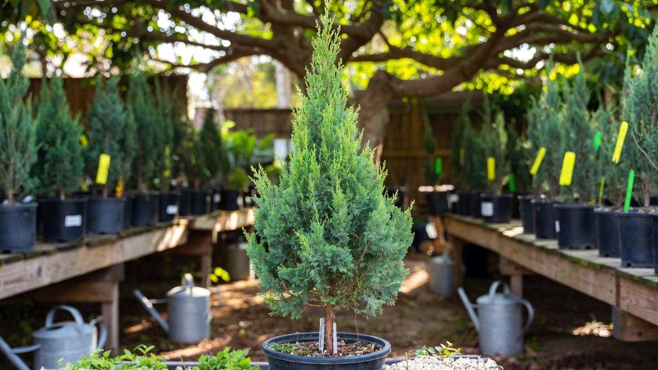 Healthy dwarf cypress tree for sale at a nursery, highlighting graft union and fresh foliage for buyers in 2025.