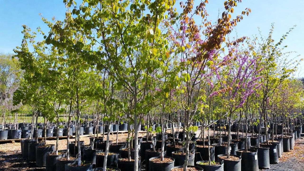 Nursery display of healthy Merlot Redbud Trees in pots under blue sky.