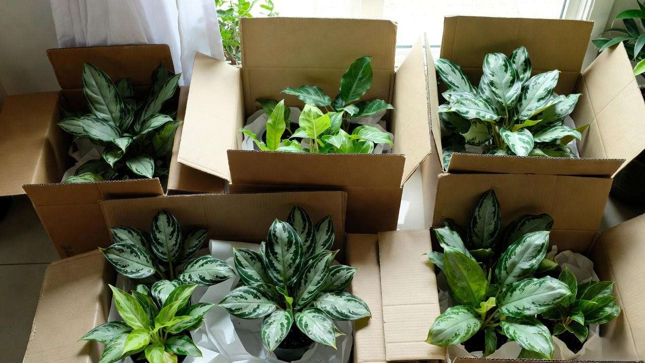 Unboxing healthy premium Aglaonema cultivars from trusted online nurseries 2025