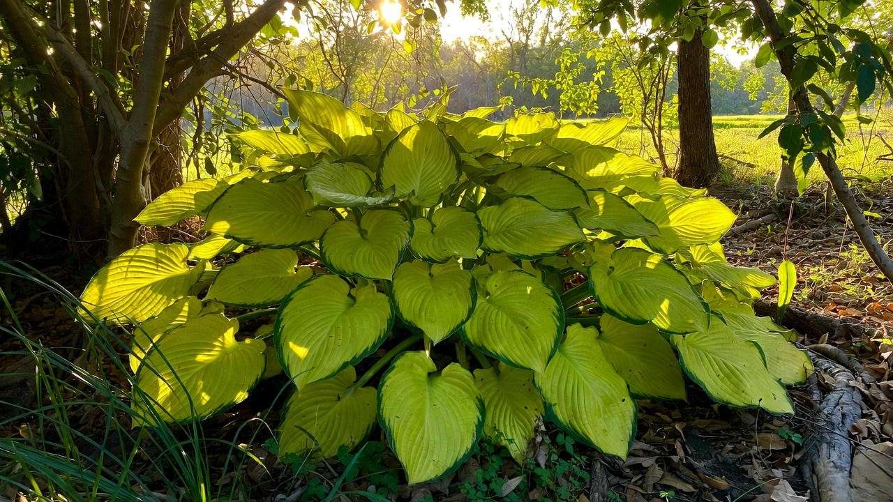 Sum and Substance giant hosta glowing in morning sun