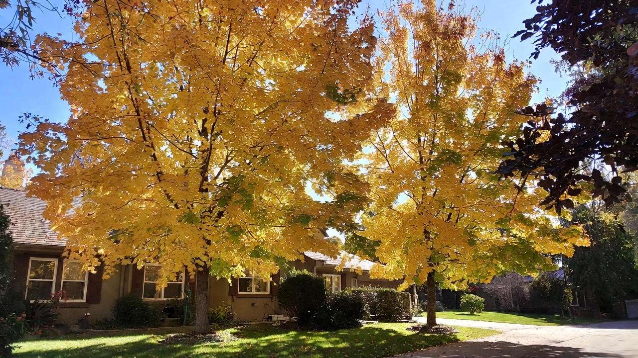 Armstrong Gold maple trees thriving in narrow space between driveway and house