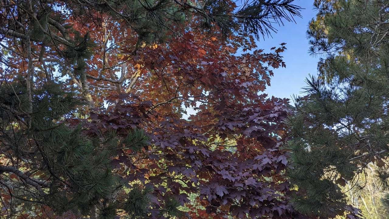 Brandywine red maple tree displaying intense purple-red fall color with evergreen backdrop