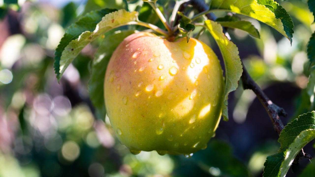 Ripe Dorsett Golden apple on tree with water droplets – perfect low-chill variety for warm climates