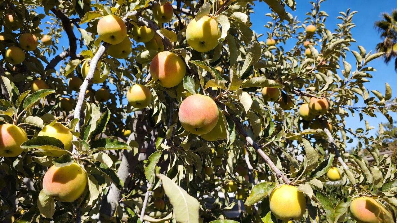 Ein Shemer apple tree loaded with golden apples in warm climate