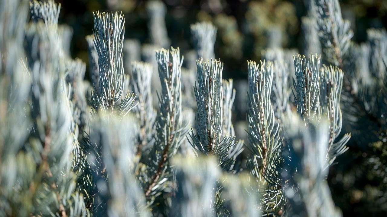Close-up of Vanderwolf pine tree twisted blue-green needles catching sunlight