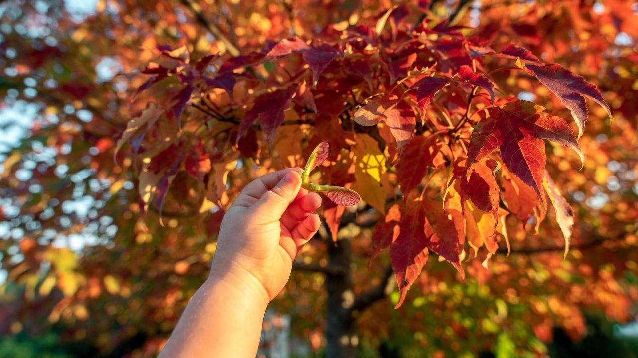 Child holding maple seed beneath towering mature red maple tree in autumn – showing the full journey from seed to giant shade tree