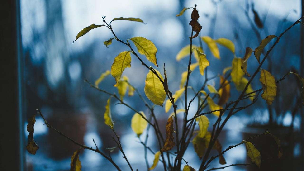 Indoor lemon tree showing classic light deficiency symptoms – yellow leaves and leggy growth