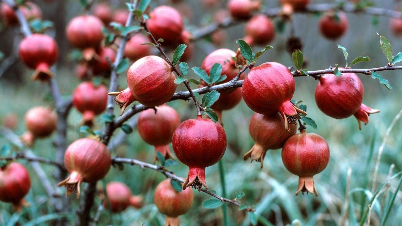 Heavy crop of large red Salavatski pomegranates on cold-hardy tree in frost morning