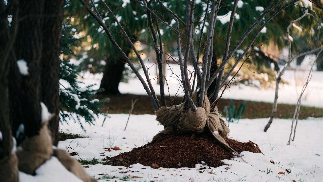 Winter care of a Miss Kim Lilac Tree with burlap and mulch in a snowy garden.
