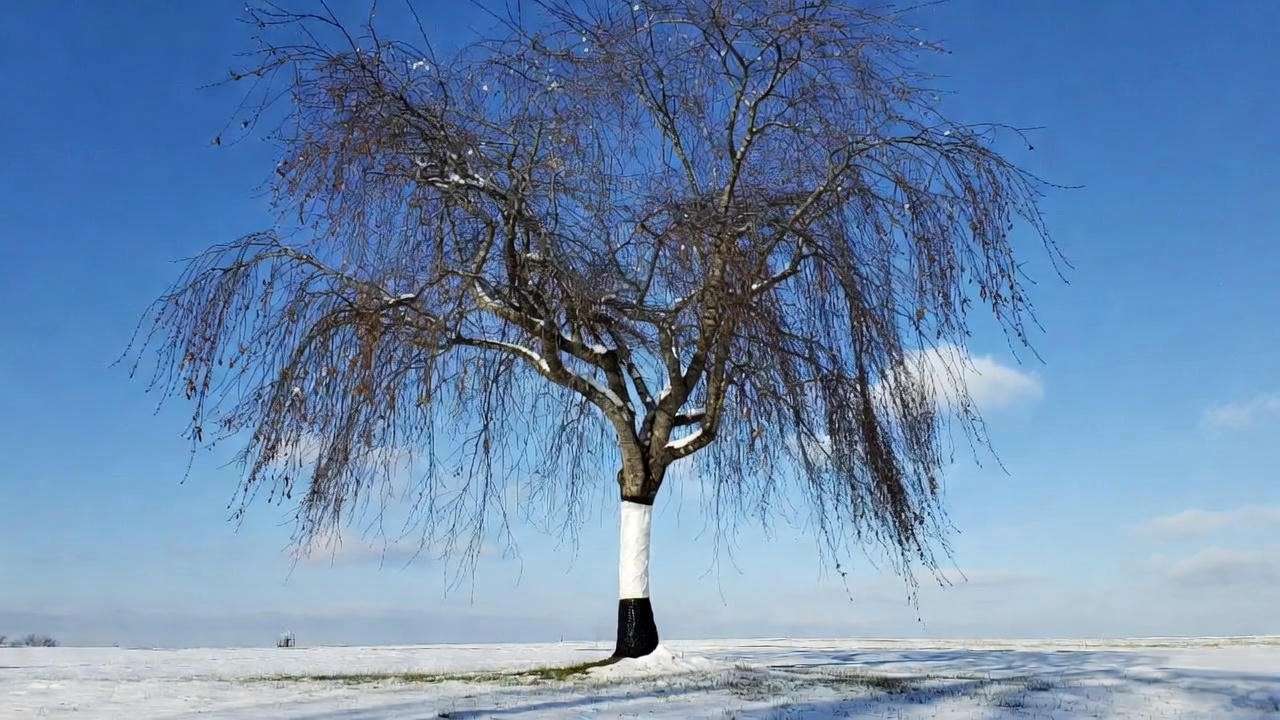 Winter protection for double weeping cherry tree – trunk wrap and vole guard