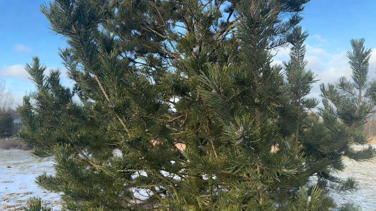 Vanderwolf pine tree protected with anti-desiccant spray for winter