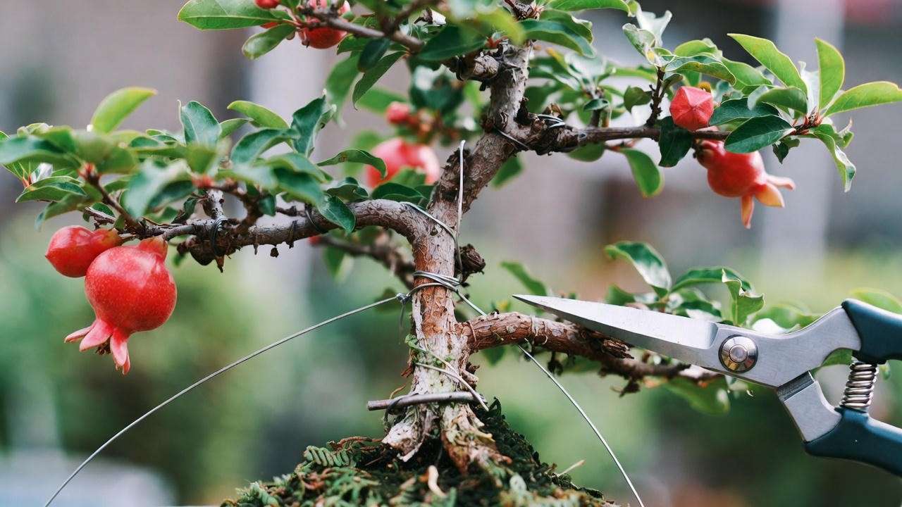 "Pomegranate bonsai tree being pruned and wired with shears and aluminum wire, showing red flowers and green leaves"