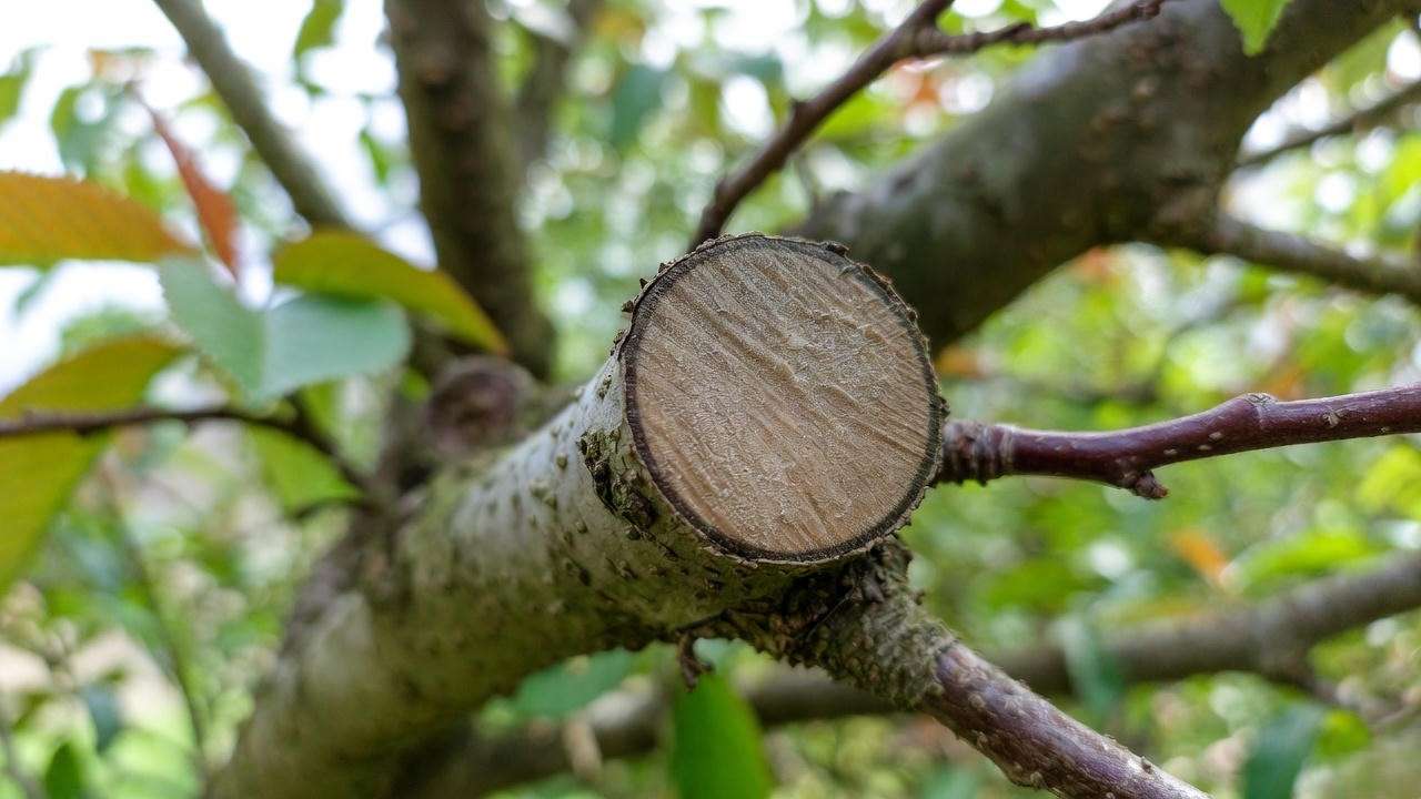Properly healing cherry tree pruning wound without sealant