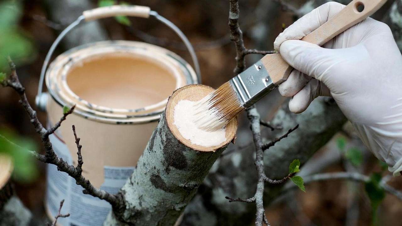 Applying latex paint to large oak pruning wound for temporary oak wilt protection