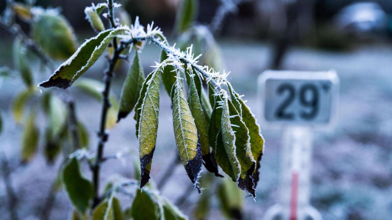 Lemon tree leaf drop caused by frost damage with blackened leaf tips