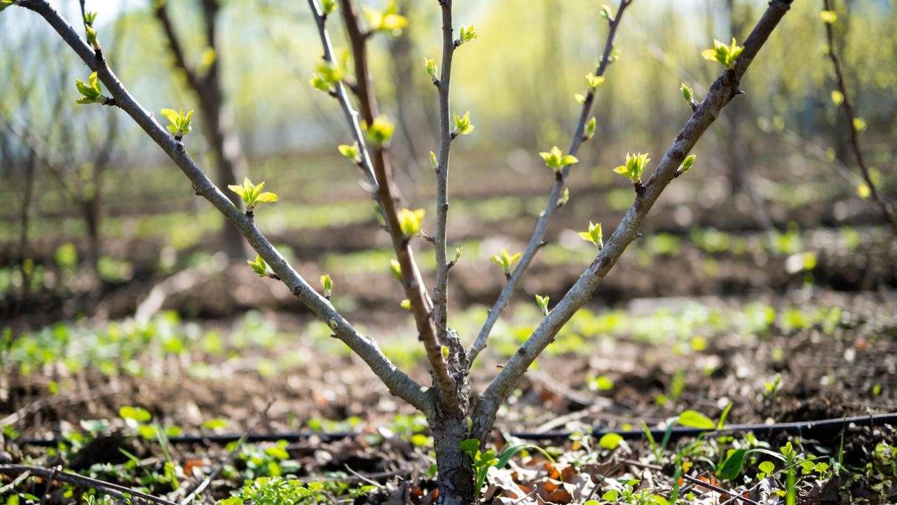 Young cherry tree correctly trained into open-center shape