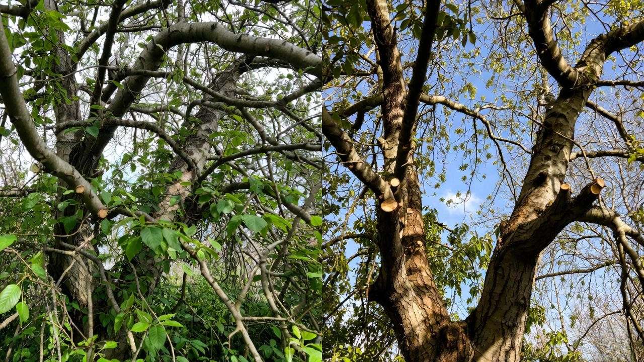 Before and after pruning mature cherry tree for better light and air flow