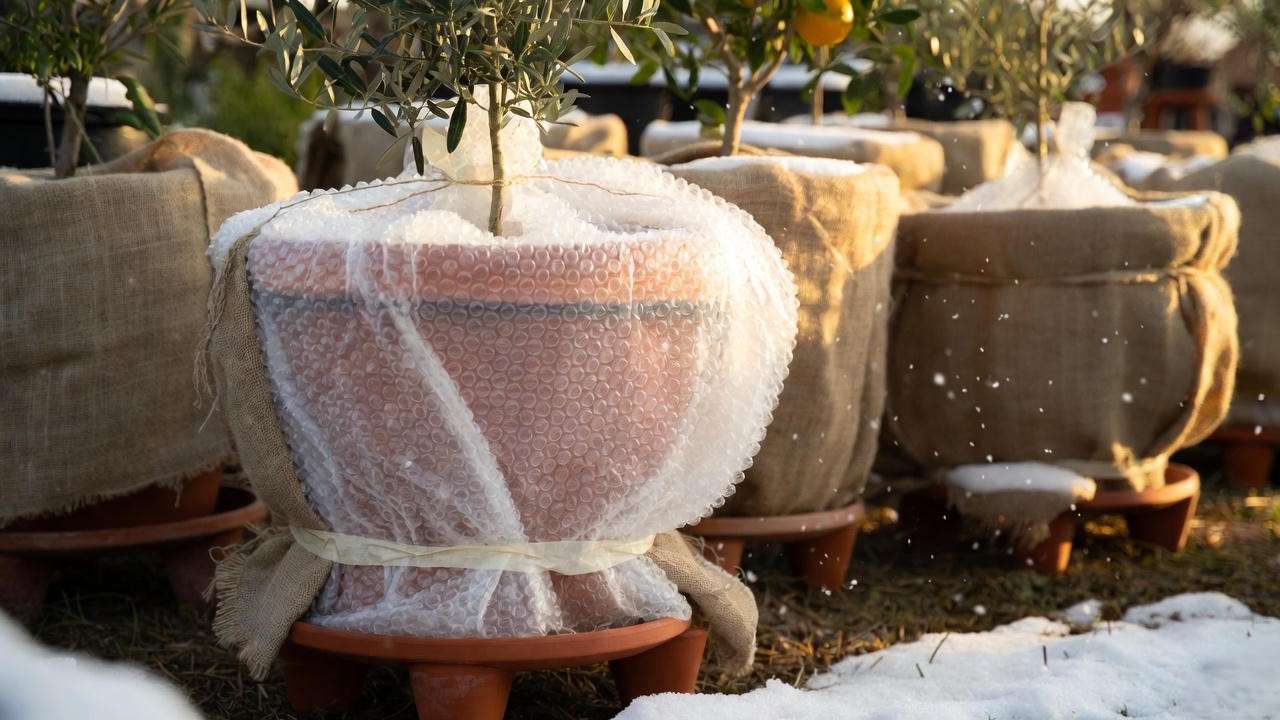 Properly winter-wrapped big terracotta plant pots with bubble wrap and pot feet to prevent frost cracking