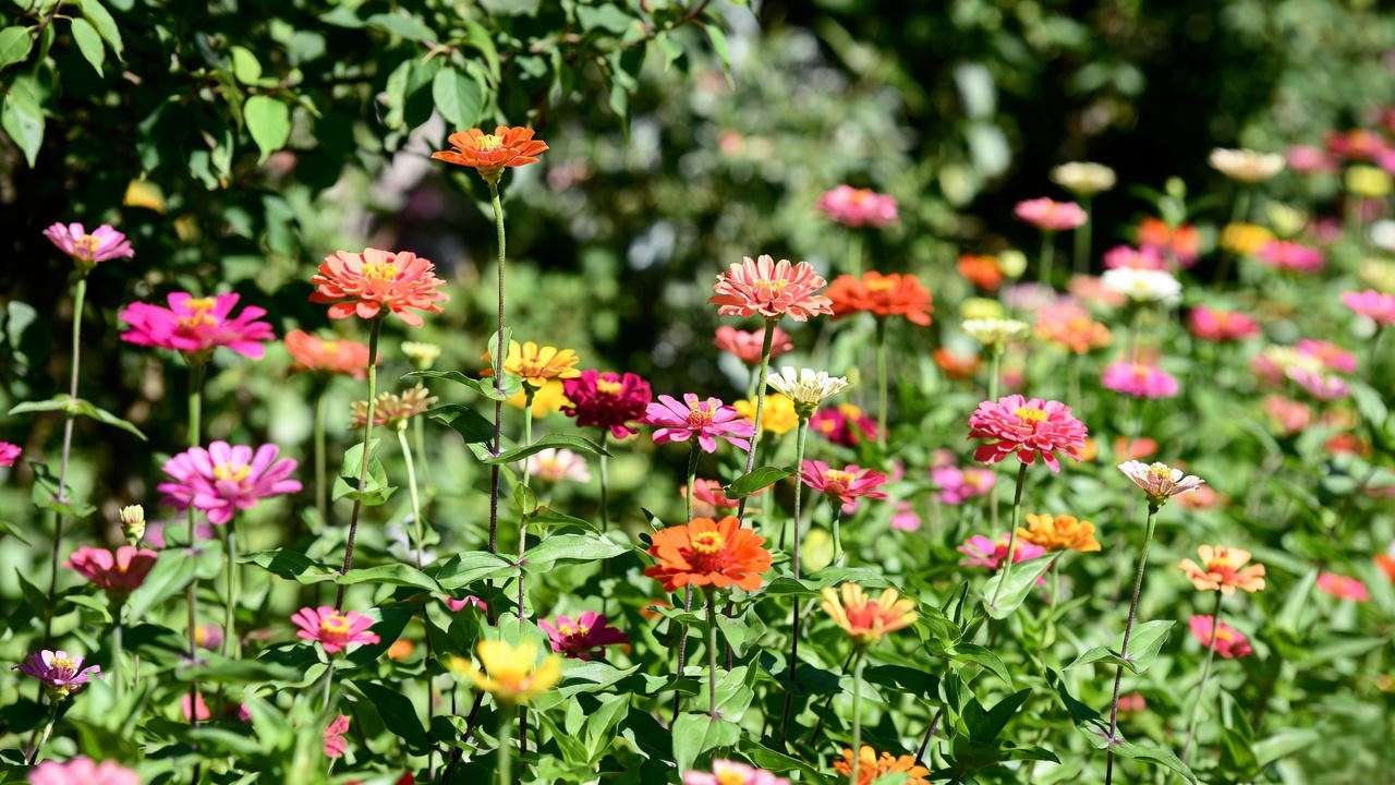 Vibrant mixed zinnia border thriving in direct hot sun