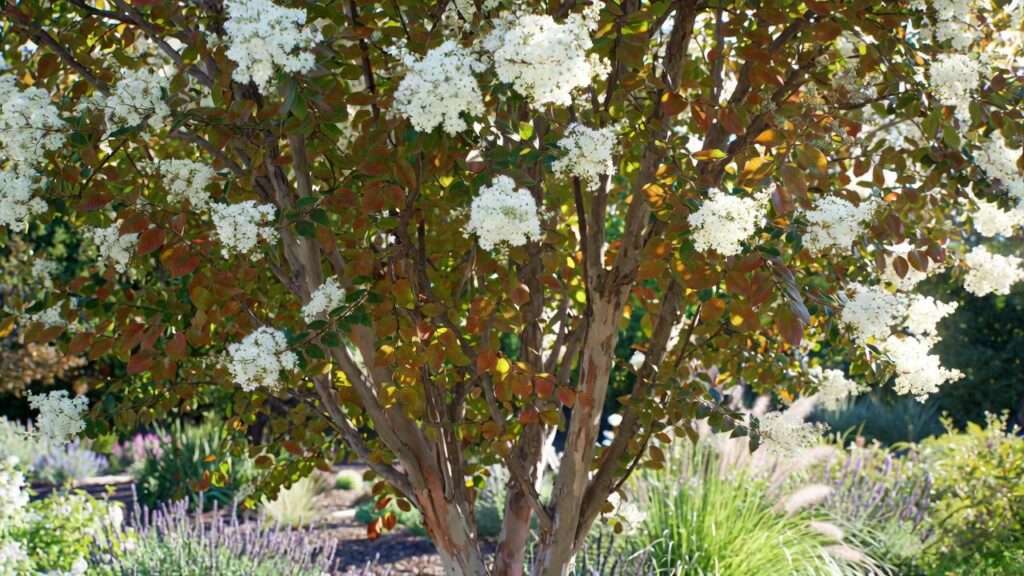 acoma crape myrtle tree
