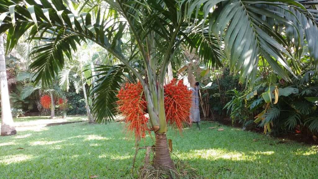 adonidia palm tree