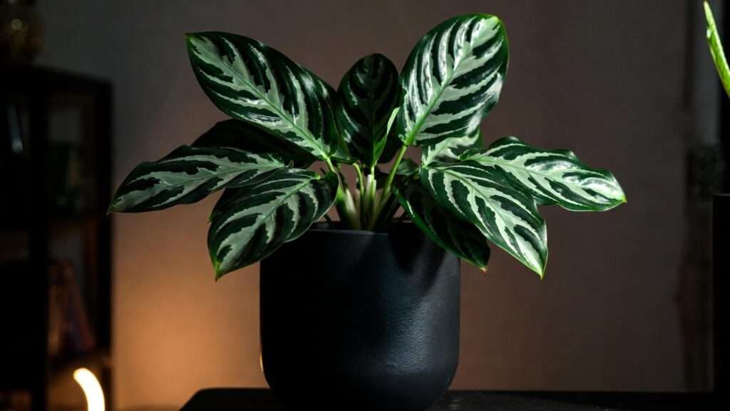 aglaonema maria plant