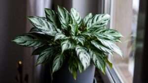 aglaonema silver queen plant